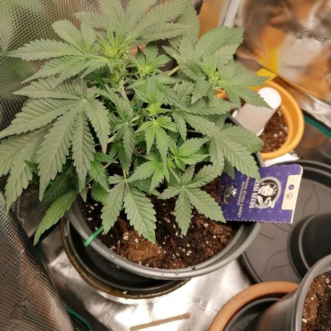 Banana Kush Cake  growlog timeline photo