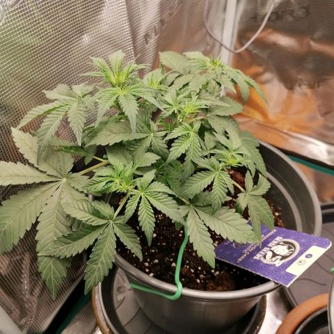 Banana Kush Cake  growlog timeline photo