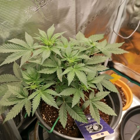 Banana Kush Cake  growlog timeline photo