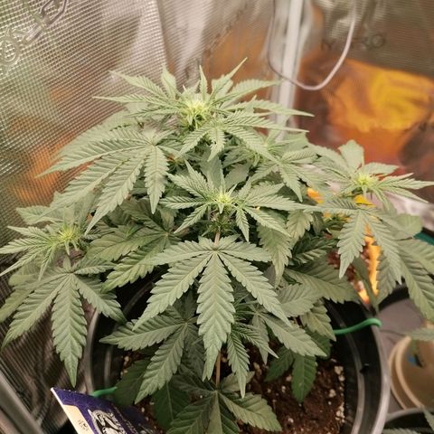 Banana Kush Cake  growlog timeline photo