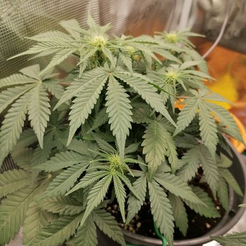 Banana Kush Cake  growlog timeline photo