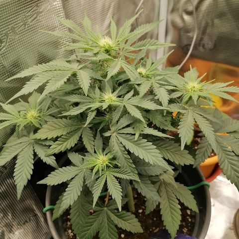Banana Kush Cake  growlog timeline photo