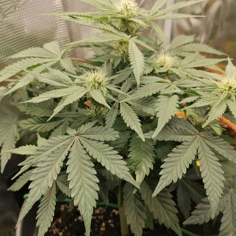 Banana Kush Cake  growlog timeline photo