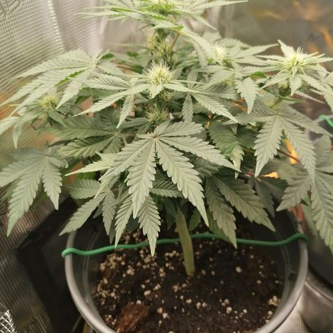 Banana Kush Cake  growlog timeline photo
