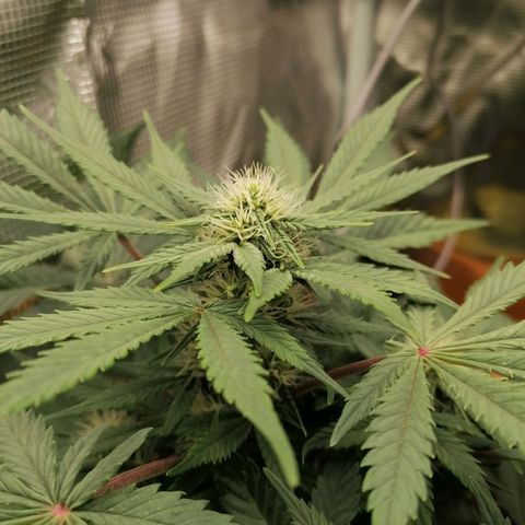 Banana Kush Cake  growlog timeline photo