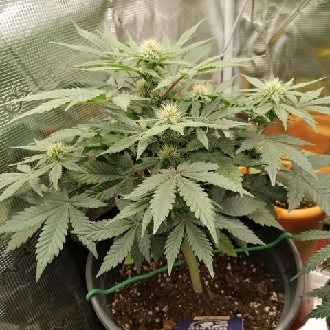Banana Kush Cake  growlog timeline photo