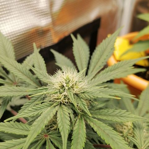 Banana Kush Cake  growlog timeline photo