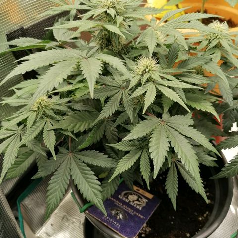 Banana Kush Cake  growlog timeline photo