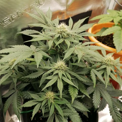 Banana Kush Cake  growlog timeline photo