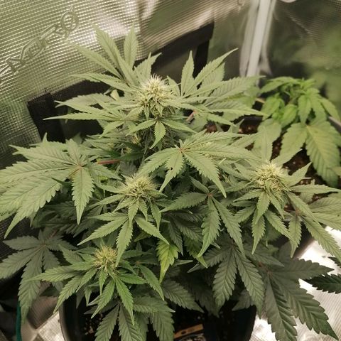 Banana Kush Cake  growlog timeline photo