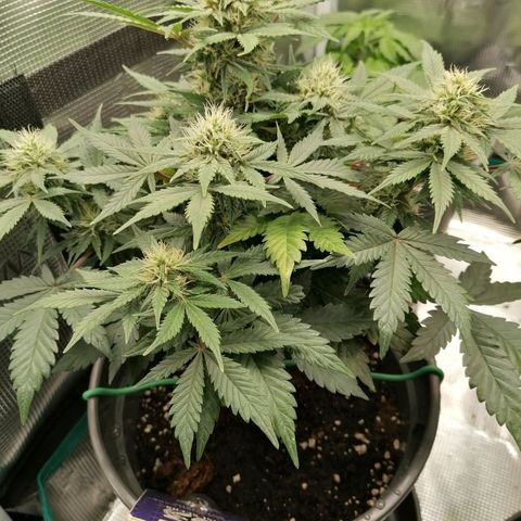 Banana Kush Cake  growlog timeline photo