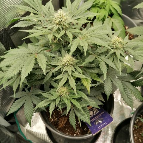 Banana Kush Cake  growlog timeline photo