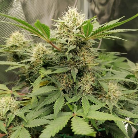 Banana Kush Cake  growlog timeline photo