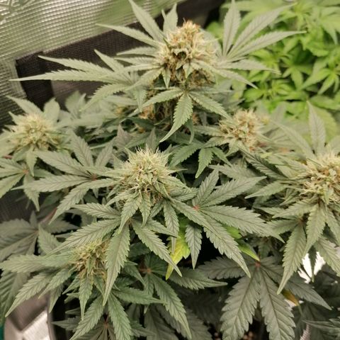 Banana Kush Cake  growlog timeline photo