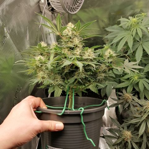 Banana Kush Cake  growlog timeline photo