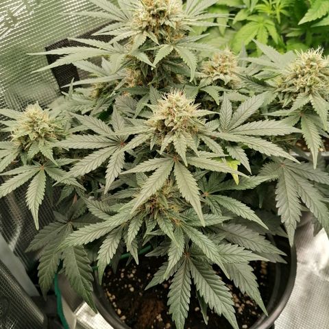 Banana Kush Cake  growlog timeline photo