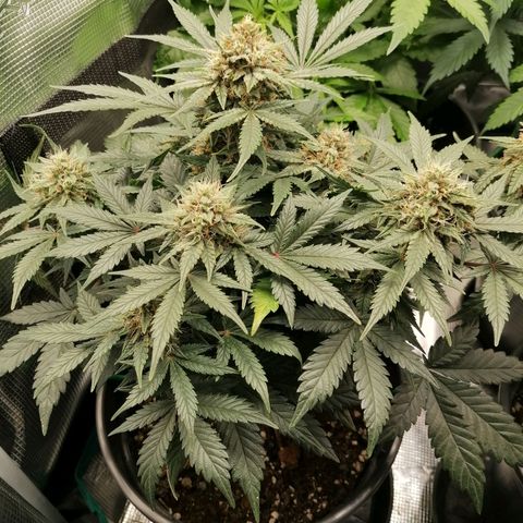 Banana Kush Cake  growlog timeline photo