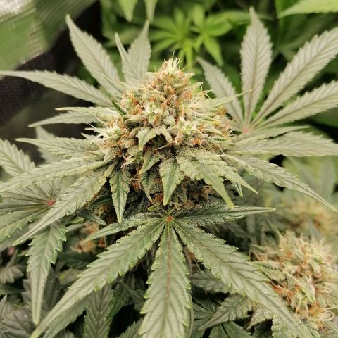 Banana Kush Cake  growlog timeline photo