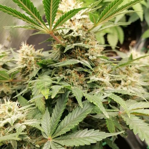 Banana Kush Cake  growlog timeline photo