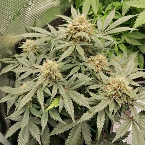 Banana Kush Cake  growlog timeline photo