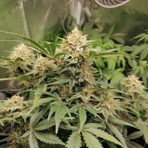 Banana Kush Cake  growlog timeline photo