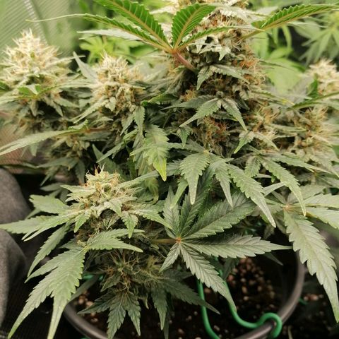Banana Kush Cake  growlog timeline photo