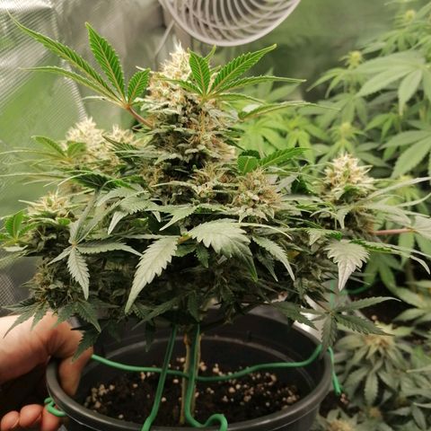 Banana Kush Cake  growlog timeline photo