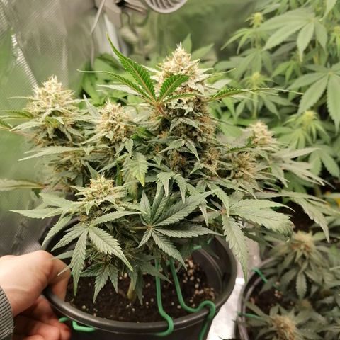 Banana Kush Cake  growlog timeline photo