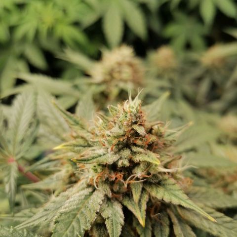 Banana Kush Cake  growlog timeline photo