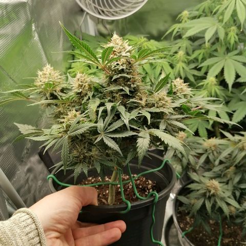 Banana Kush Cake  growlog timeline photo
