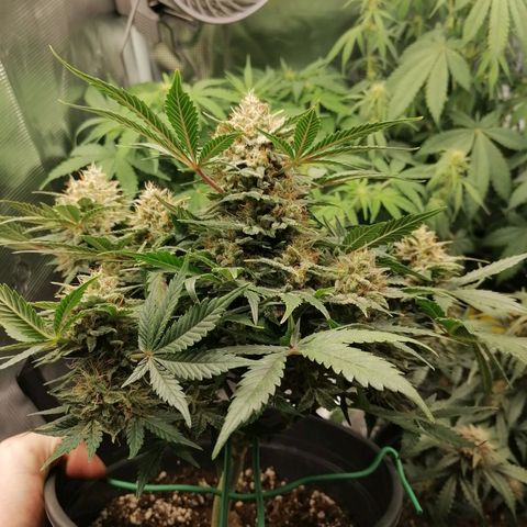 Banana Kush Cake  growlog timeline photo