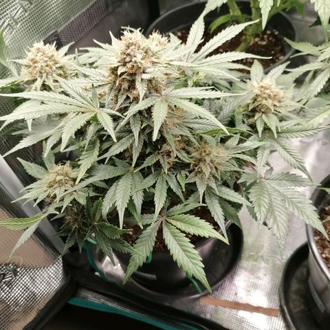 Banana Kush Cake  growlog timeline photo