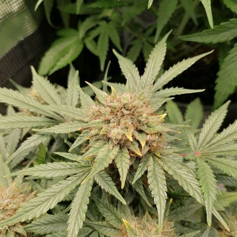 Banana Kush Cake  growlog timeline photo