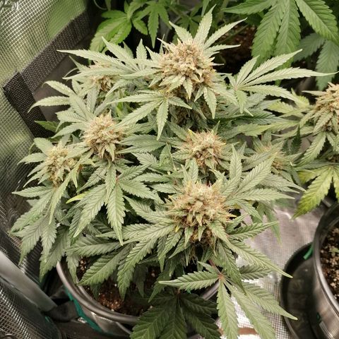 Banana Kush Cake  growlog timeline photo