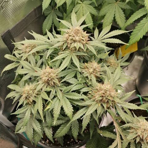 Banana Kush Cake  growlog timeline photo