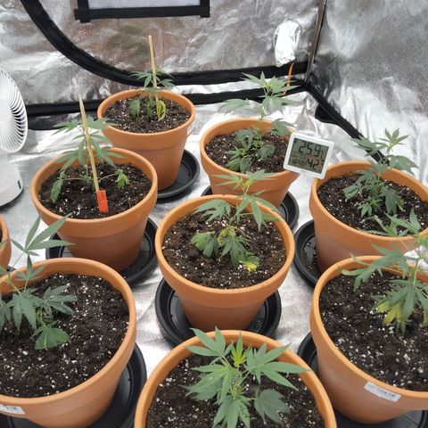 White Satin growlog timeline photo