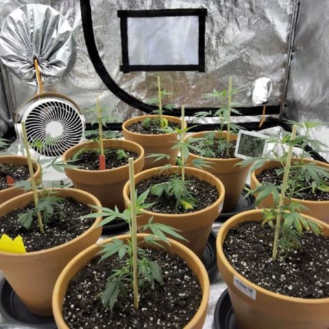 White Satin growlog timeline photo
