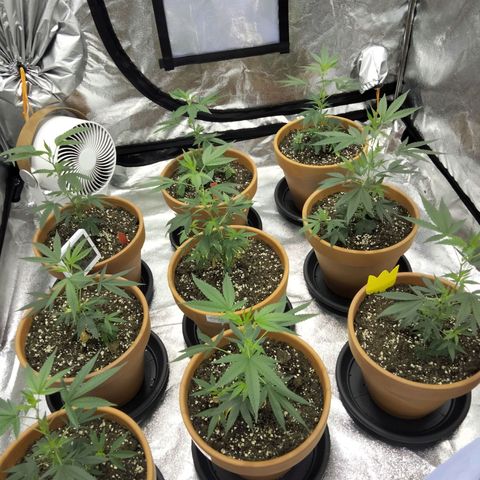 White Satin growlog timeline photo