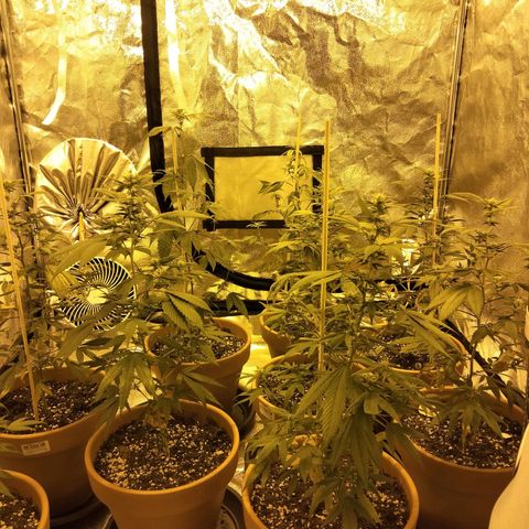 White Satin growlog timeline photo