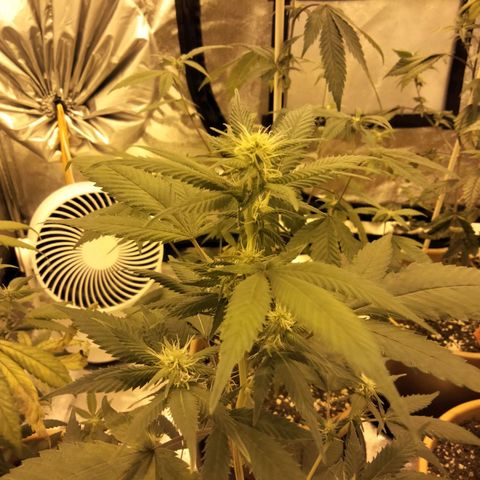 White Satin growlog timeline photo