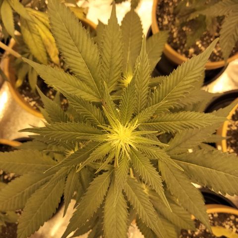 White Satin growlog timeline photo