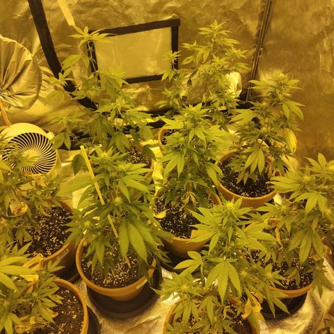 White Satin growlog timeline photo