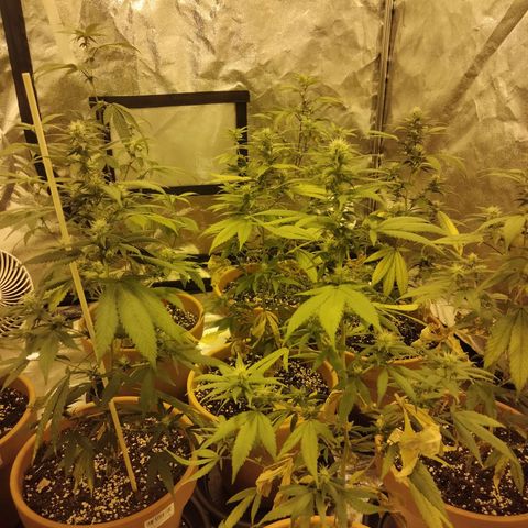 White Satin growlog timeline photo