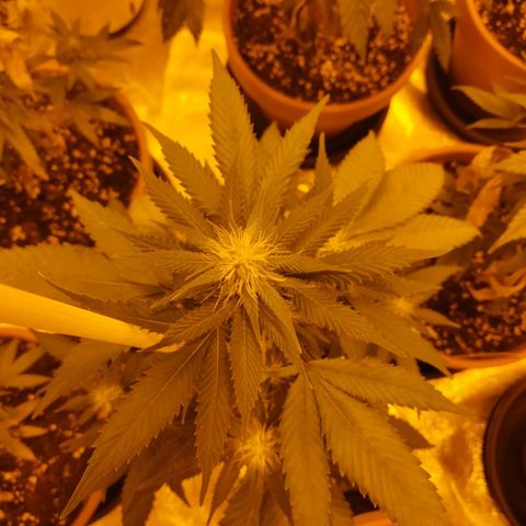 White Satin growlog timeline photo