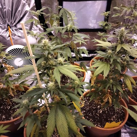 White Satin growlog timeline photo