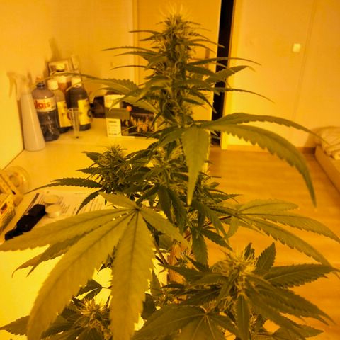 White Satin growlog timeline photo