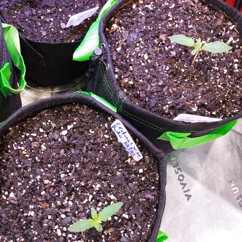 3x Critical Auto growlog timeline photo