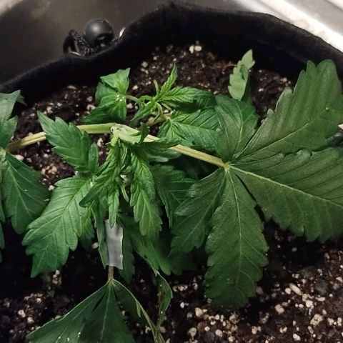 3x Critical Auto growlog photo: Lst after topping