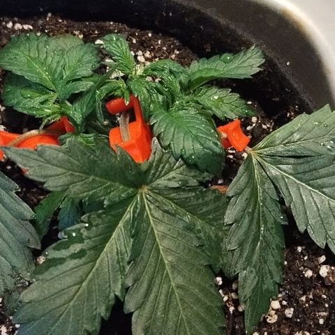 3x Critical Auto growlog photo: Lst after topping