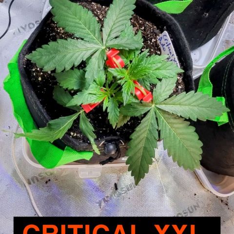 3x Critical Auto growlog timeline photo